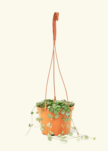 String of Hearts in a 6 inches grow pot