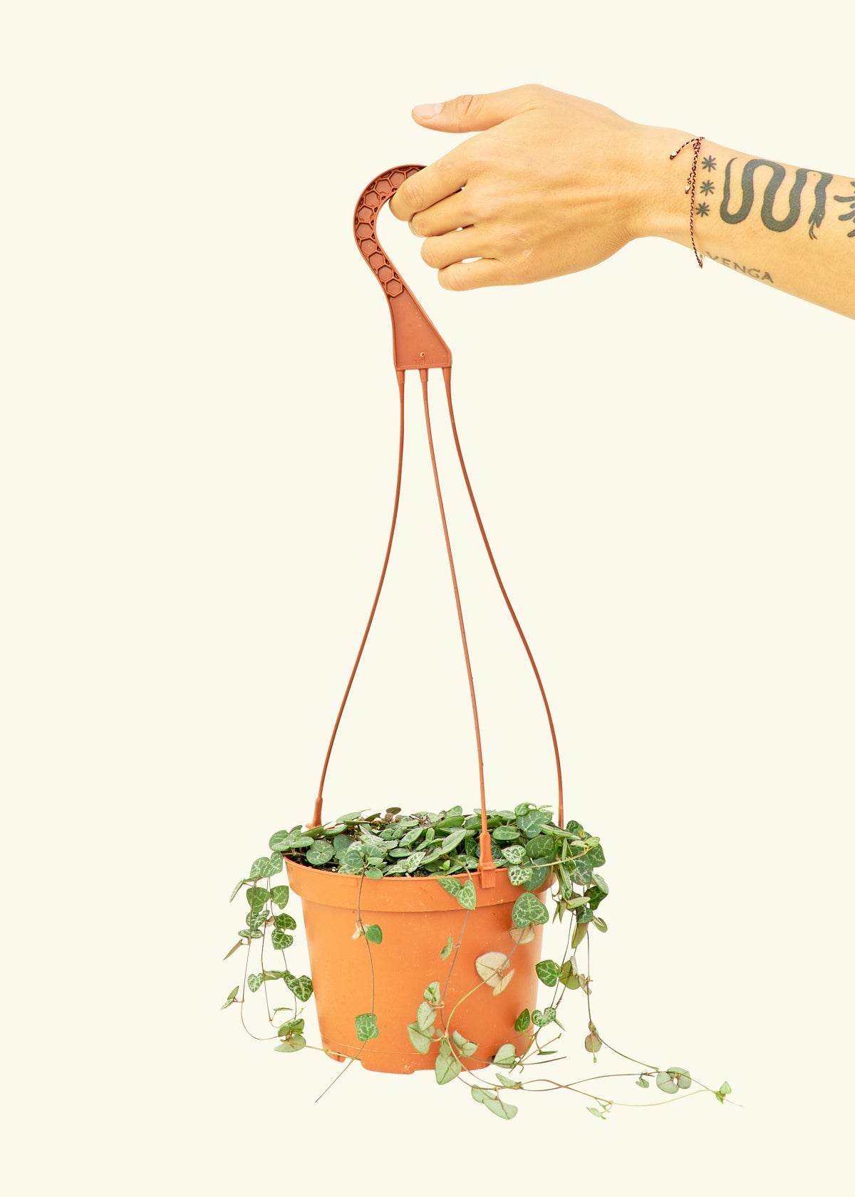 String of Hearts in a 6 inches grow pot