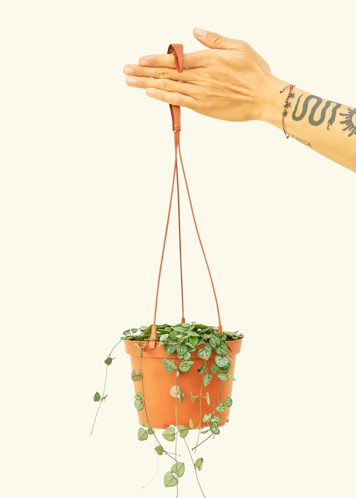 String of Hearts in a 6 inches grow pot