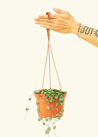 String of Hearts in a 6 inches grow pot