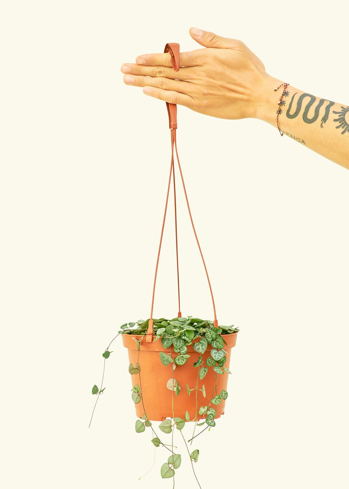String of Hearts in a 6 inches grow pot