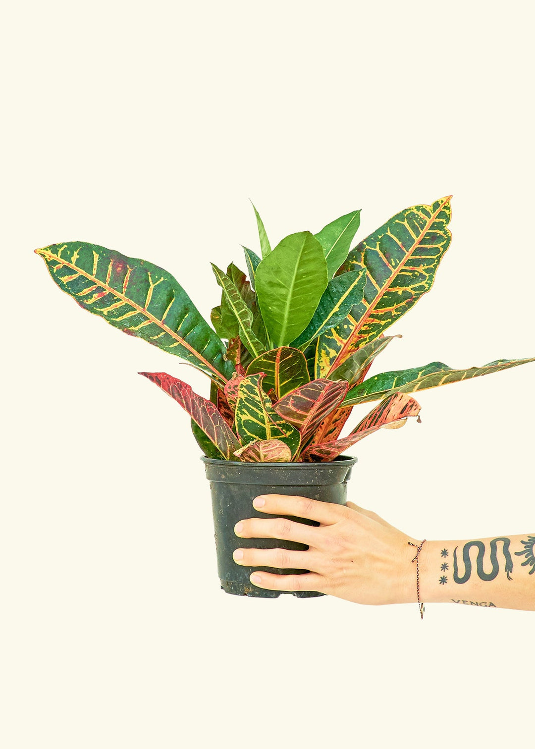 Croton Petra in a 6 inches grow pot