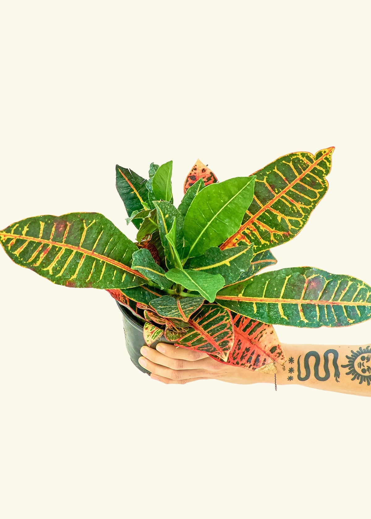 Croton Petra in a 6 inches grow pot