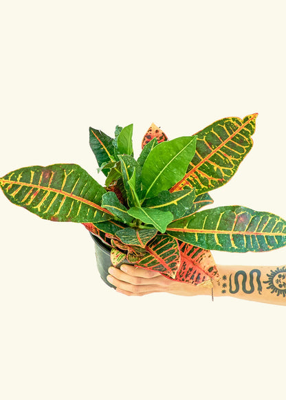 Croton Petra in a 6 inches grow pot