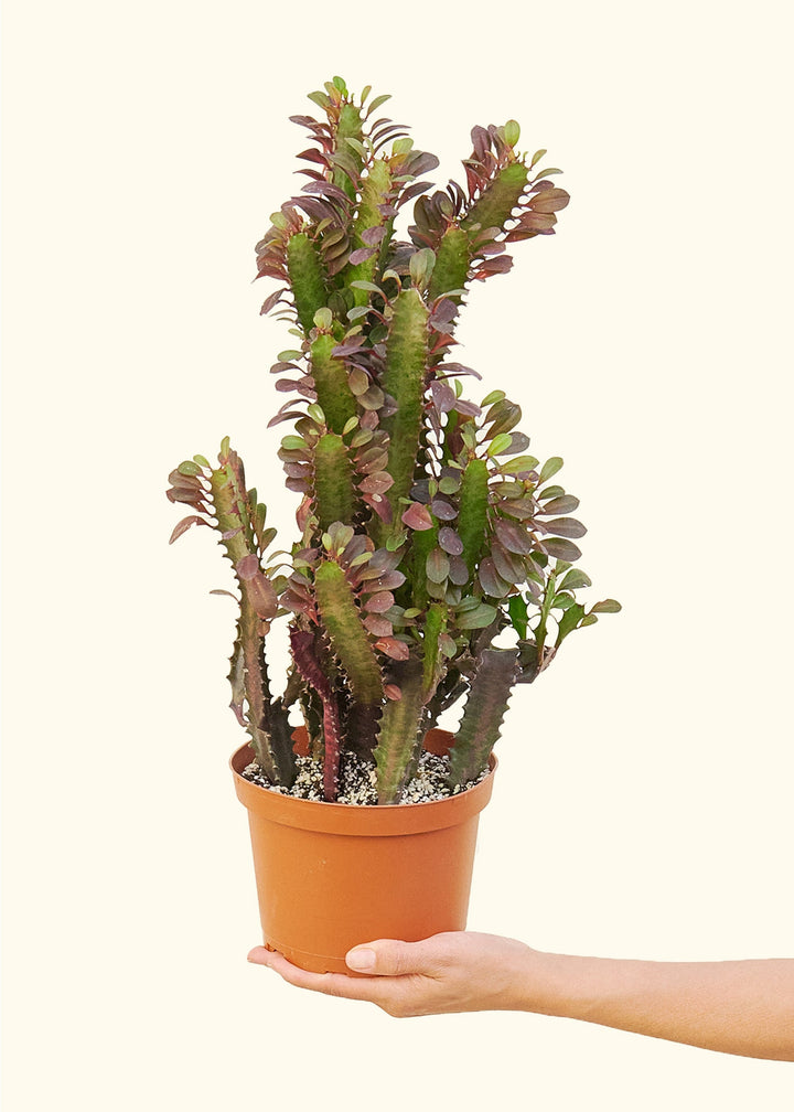 African Milk Tree in a 6 inches grow pot