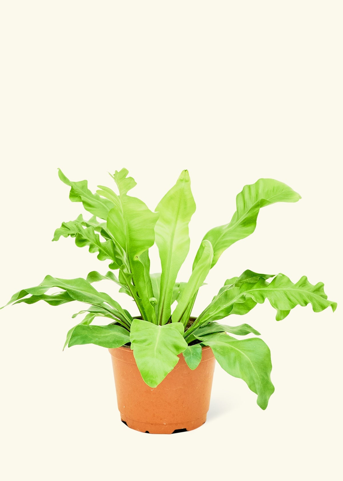 Bird's Nest Fern in a 6 inches grow pot