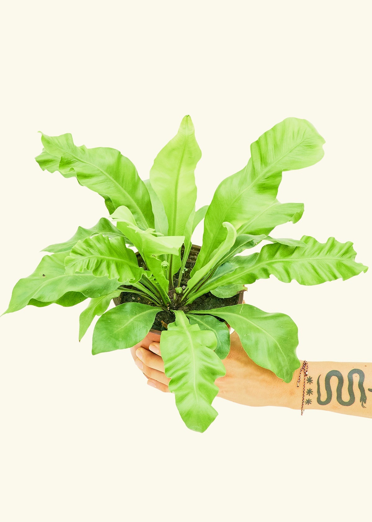 Bird's Nest Fern in a 6 inches grow pot