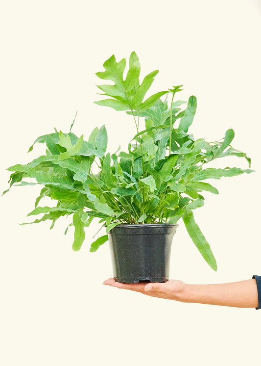 Blue Star Fern in a 6 inches grow pot