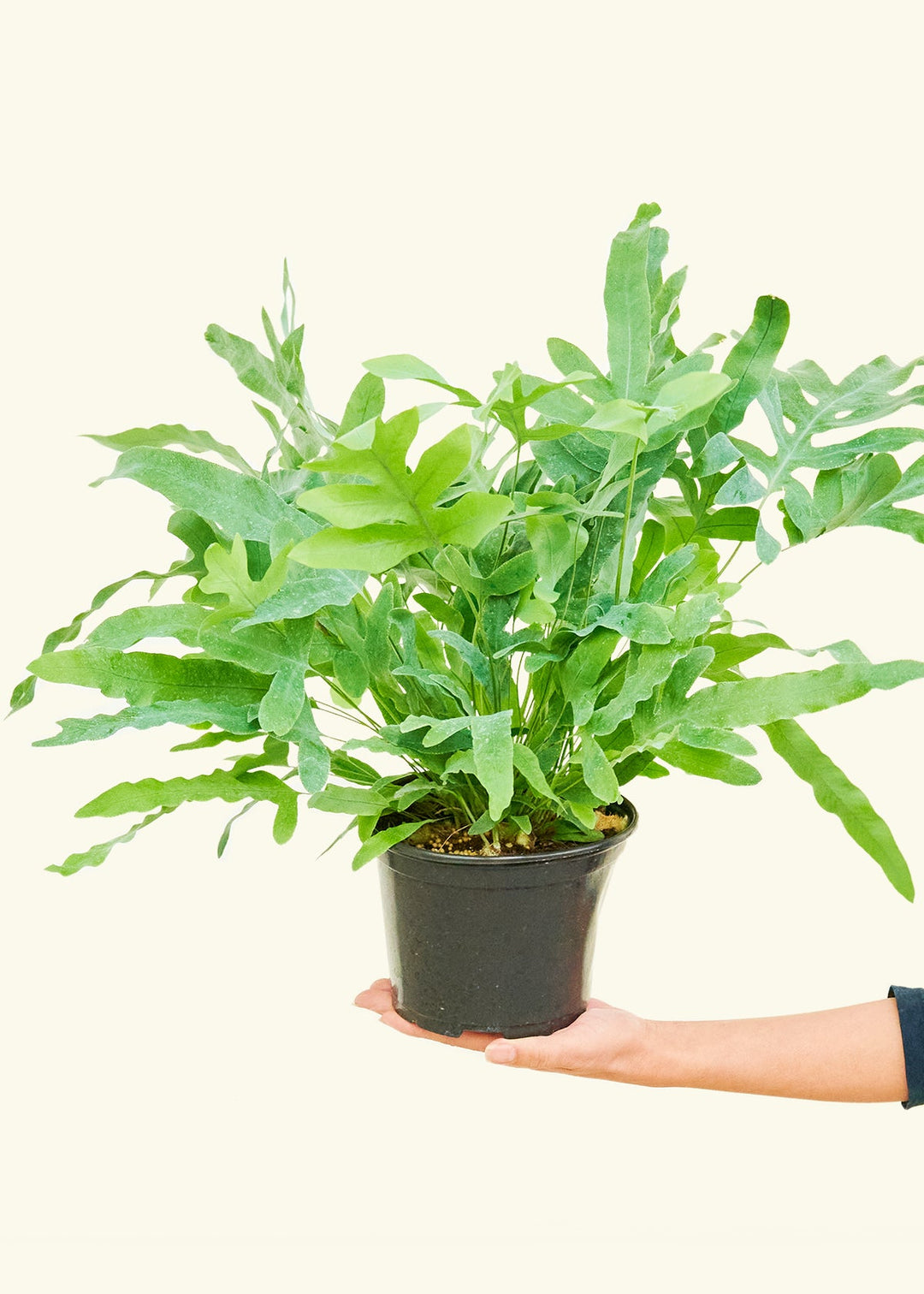Blue Star Fern in a 6 inches grow pot