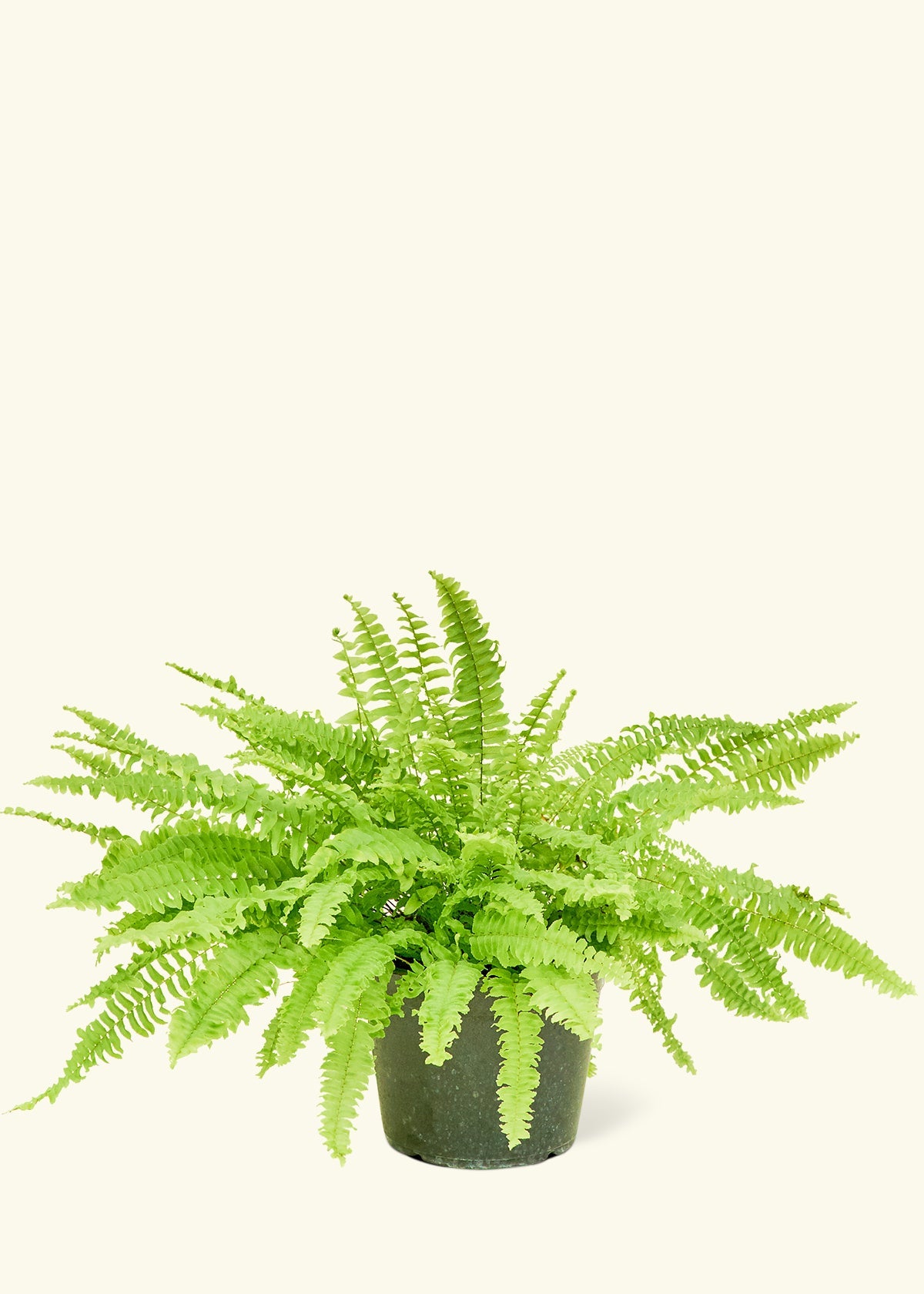 Boston Fern in a 6 inches grow pot