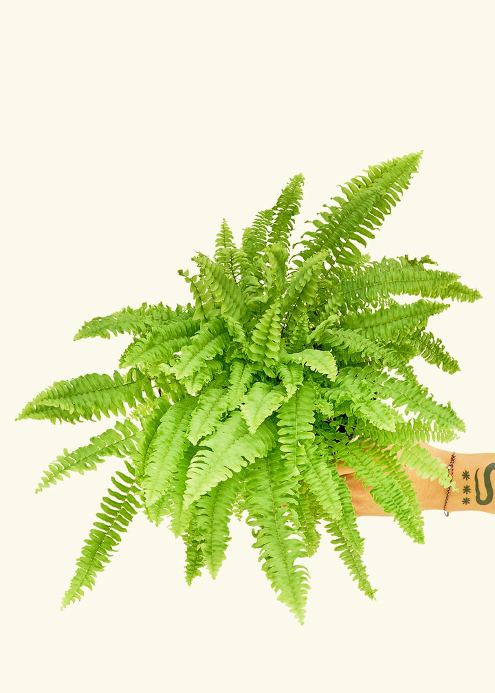Boston Fern in a 6 inches grow pot