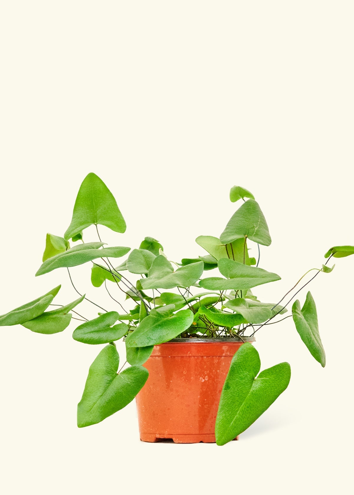 Rooted Heart Leaf Fern - Thumbnail 3