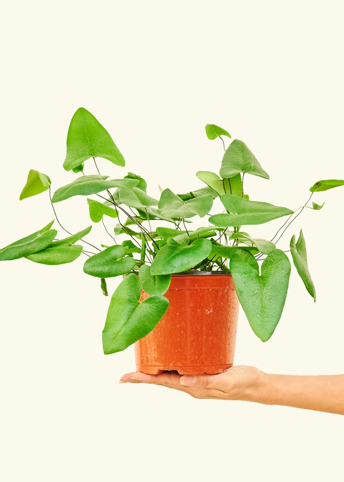 Rooted Heart Leaf Fern