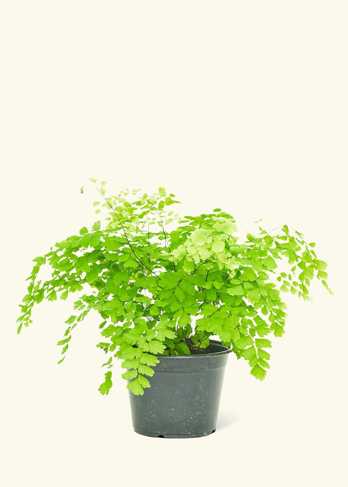 Maidenhair Fern in a 6 inches grow pot