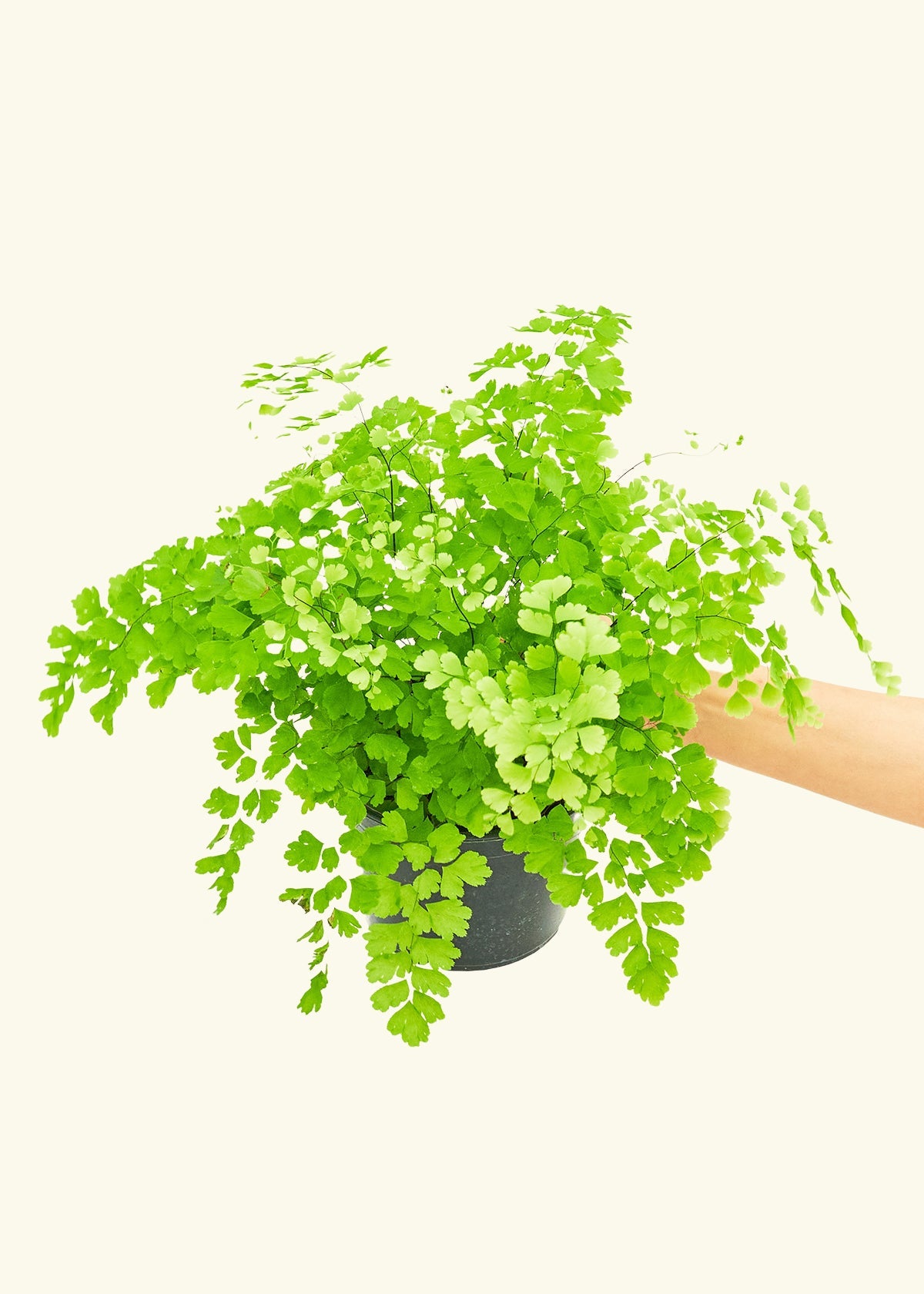 Maidenhair Fern in a 6 inches grow pot