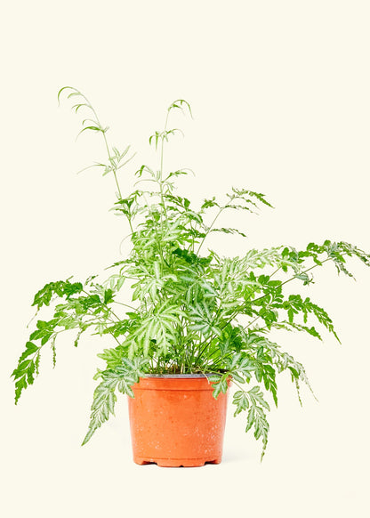 Silver Lace Fern in a 6 inches grow pot