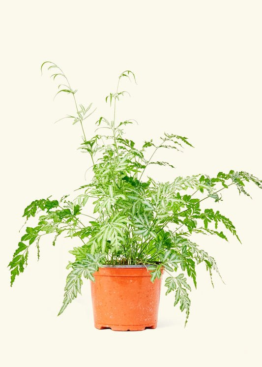 Silver Lace Fern in a 6 inches grow pot