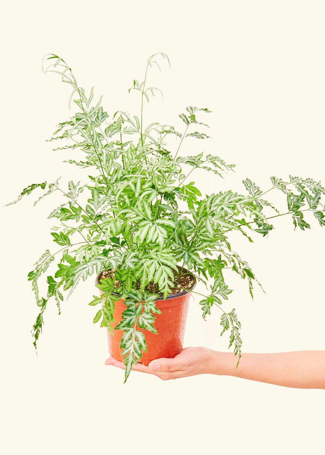 Silver Lace Fern in a 6 inches grow pot