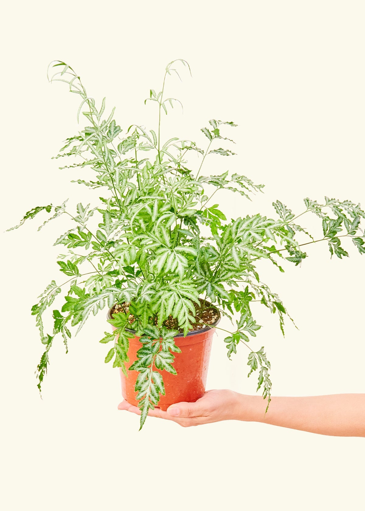 Silver Lace Fern in a 6 inches grow pot