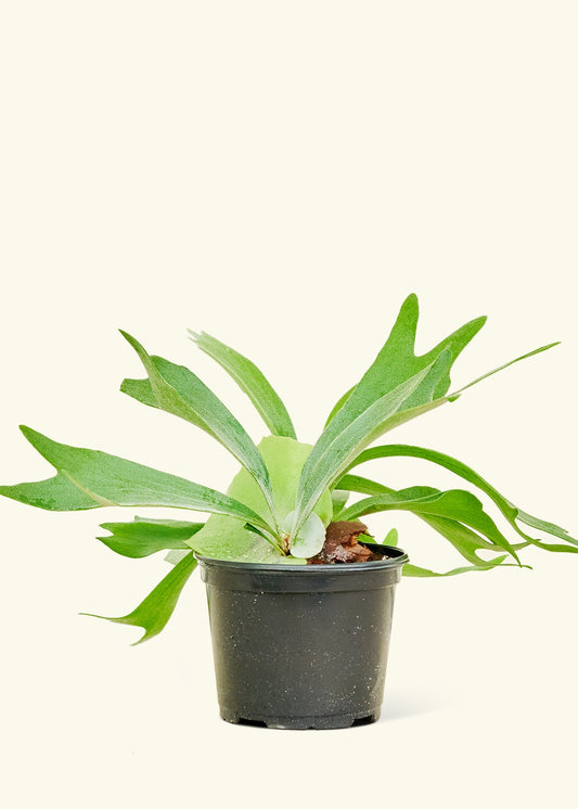 Staghorn Fern in a 6 inches grow pot