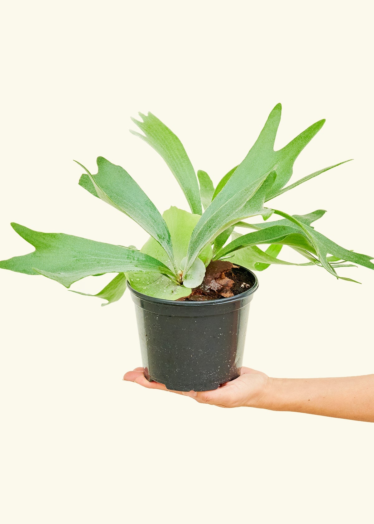 Staghorn Fern in a 6 inches grow pot