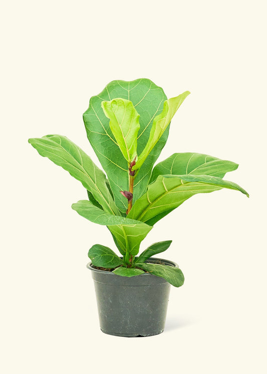Fiddle Leaf Fig in a 6 inches grow pot