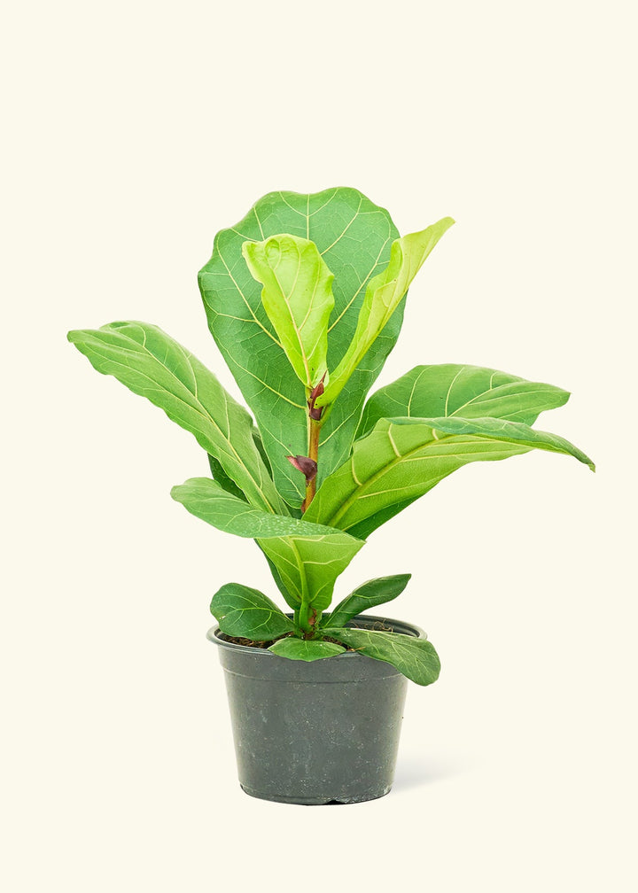 Fiddle Leaf Fig in a 6 inches grow pot