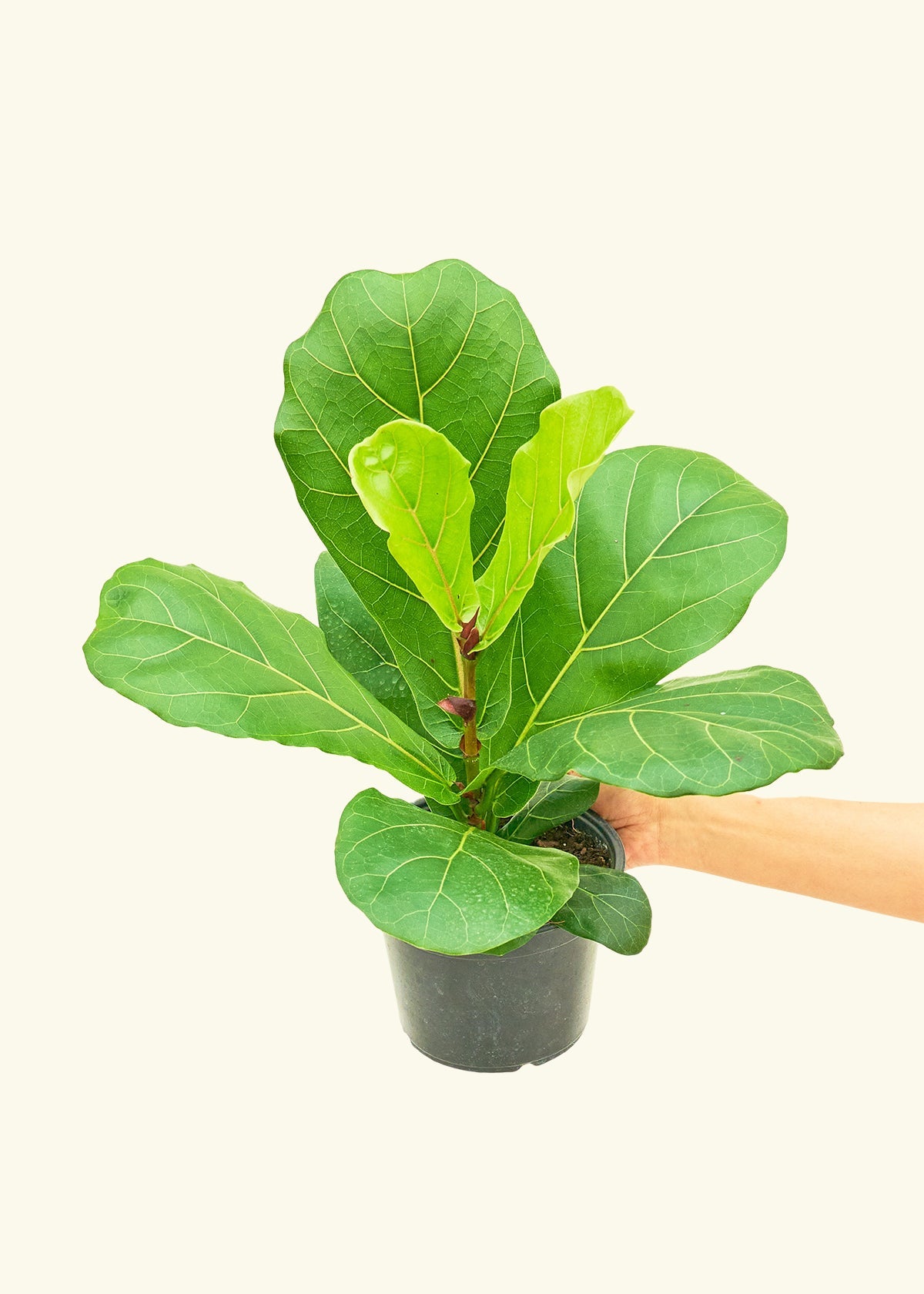 Fiddle Leaf Fig in a 6 inches grow pot