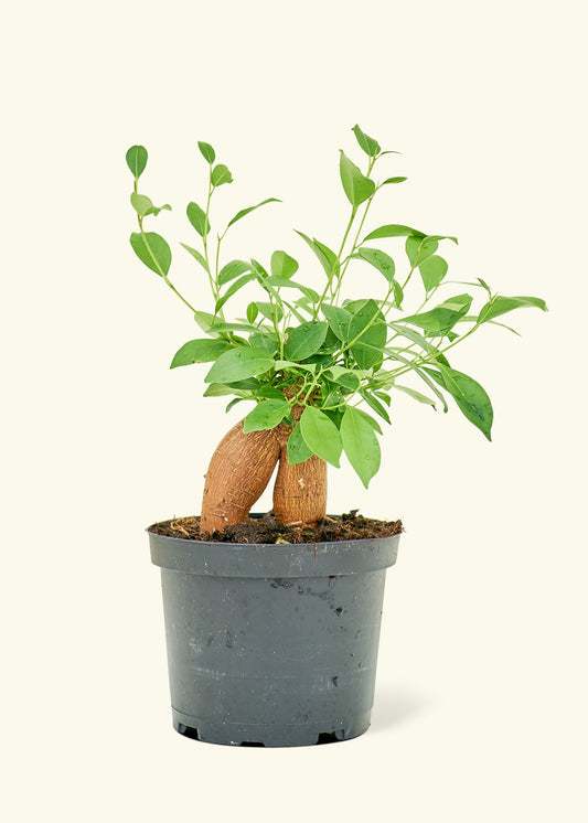 Ficus Ginseng in a 6 inches grow pot