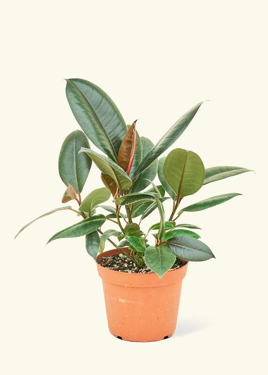 Rubber Tree Burgundy in a 6 inches grow pot