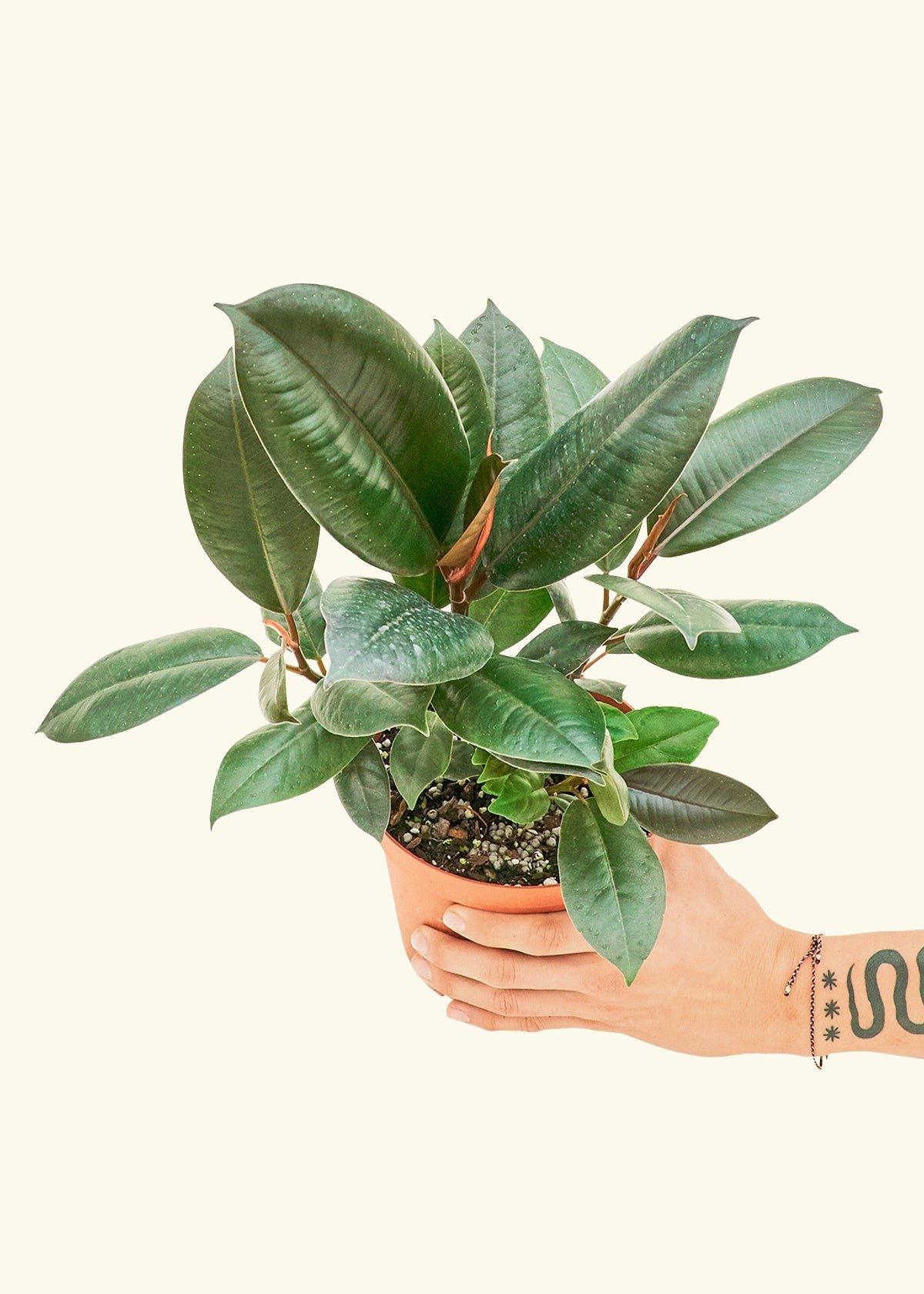 Rubber Tree Burgundy in a 6 inches grow pot