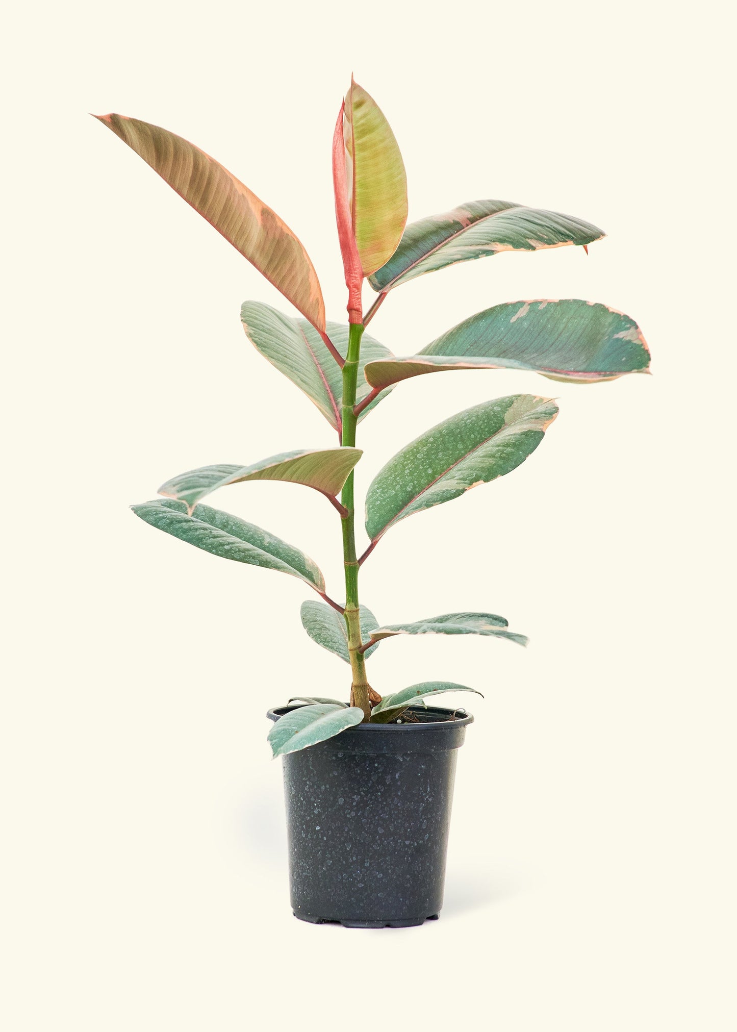 Ruby Rubber Tree in a 6 inches grow pot
