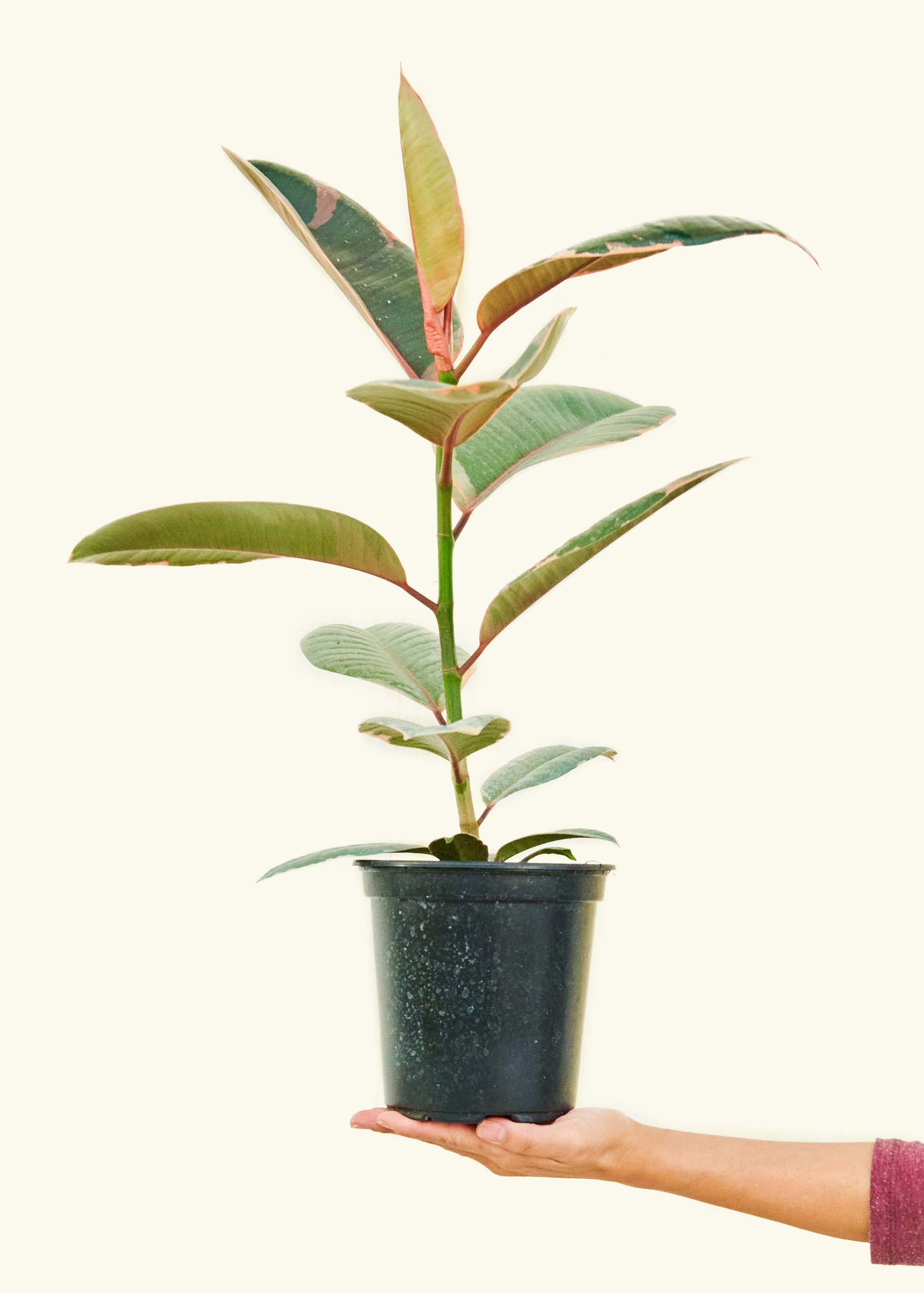 rubber tree leaves folding Ficus Ruby (Ficus elastica 'Ruby') – Hey Rooted