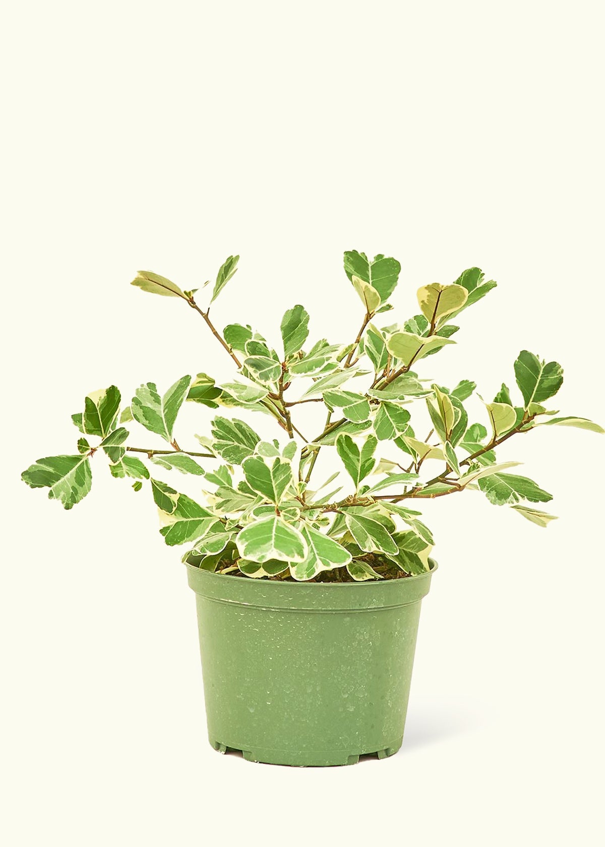Variegated Triangle Ficus in a 6 inches grow pot