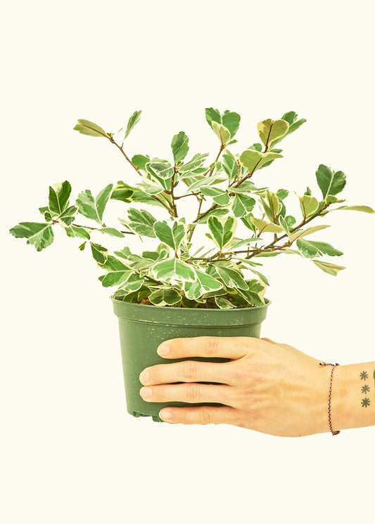Variegated Triangle Ficus in a 6 inches grow pot