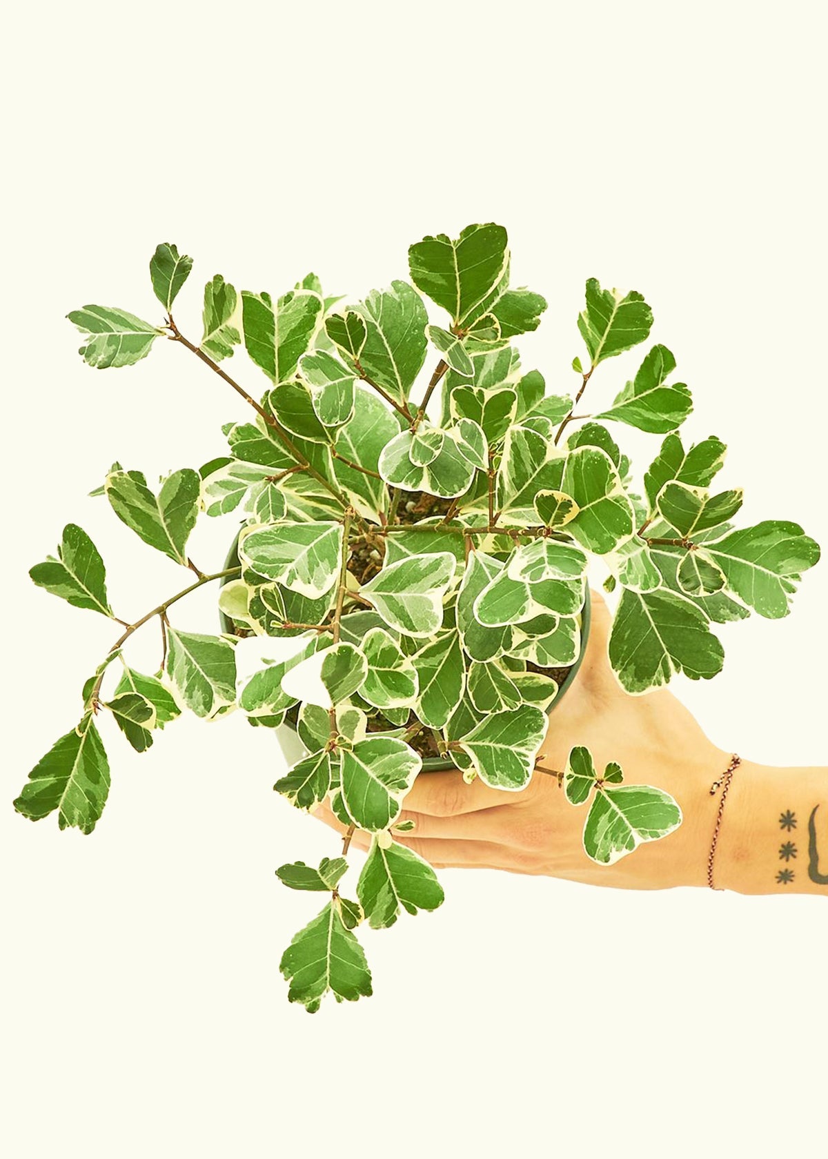 Variegated Triangle Ficus in a 6 inches grow pot