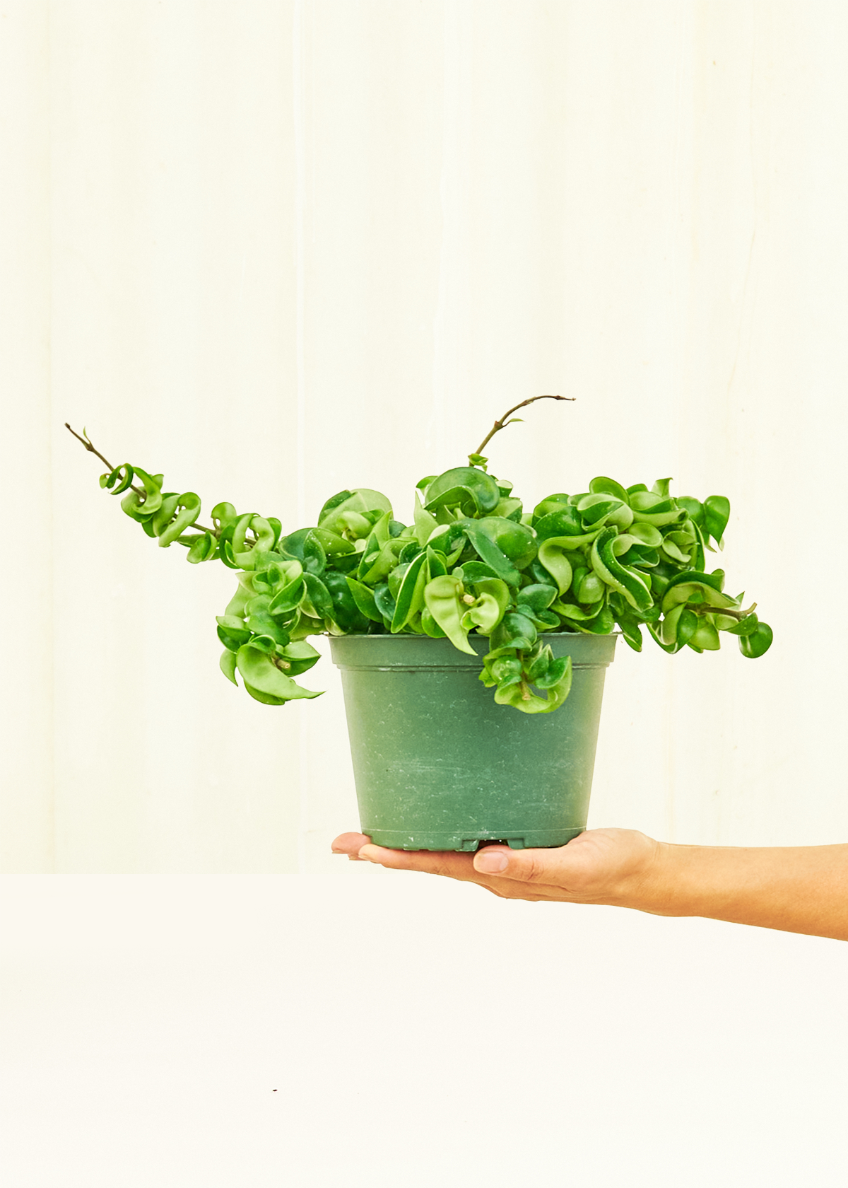 Hindu Rope Plant in a 6 inches grow pot