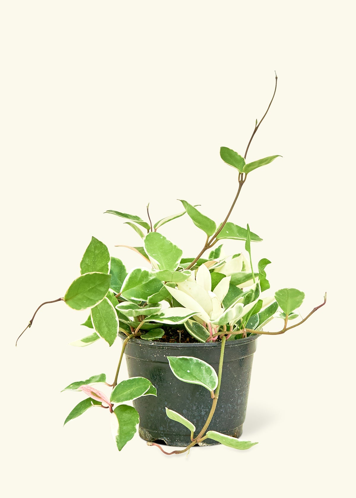 Hoya Krimson Queen in a 6 inches grow pot