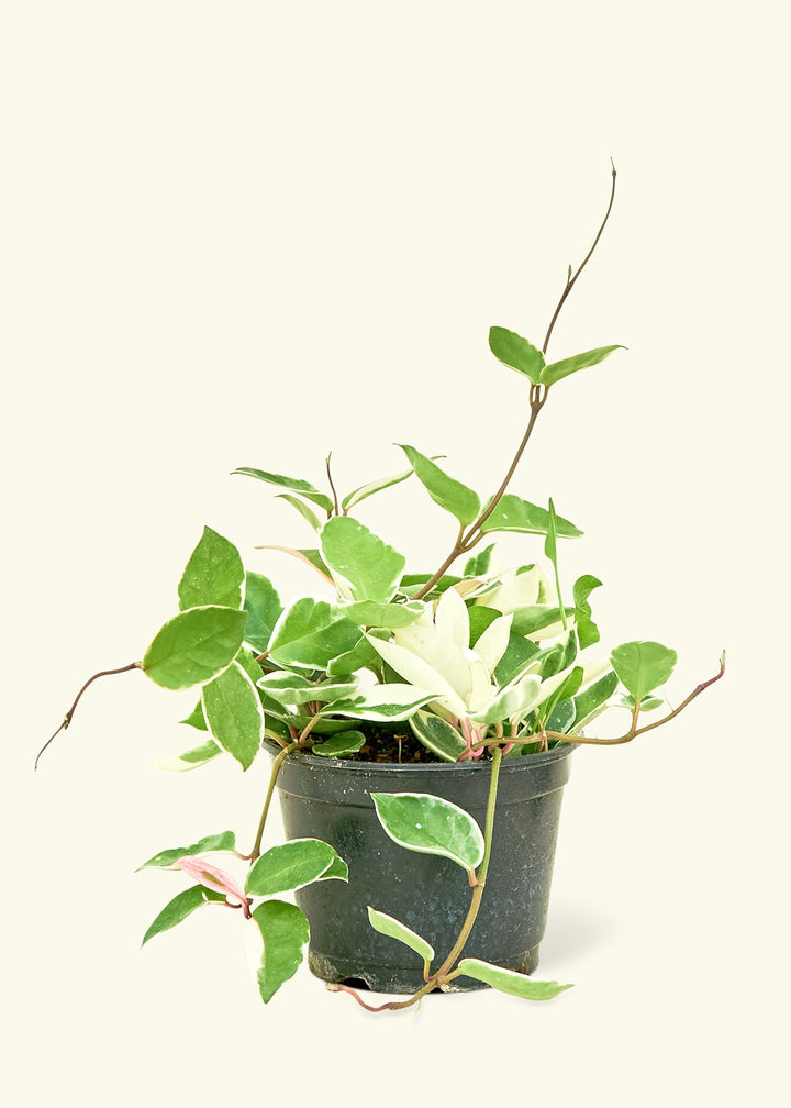Hoya Krimson Queen in a 6 inches grow pot