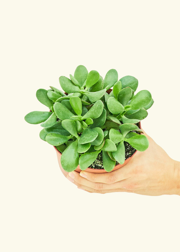 Jade Plant in a 6 inches grow pot