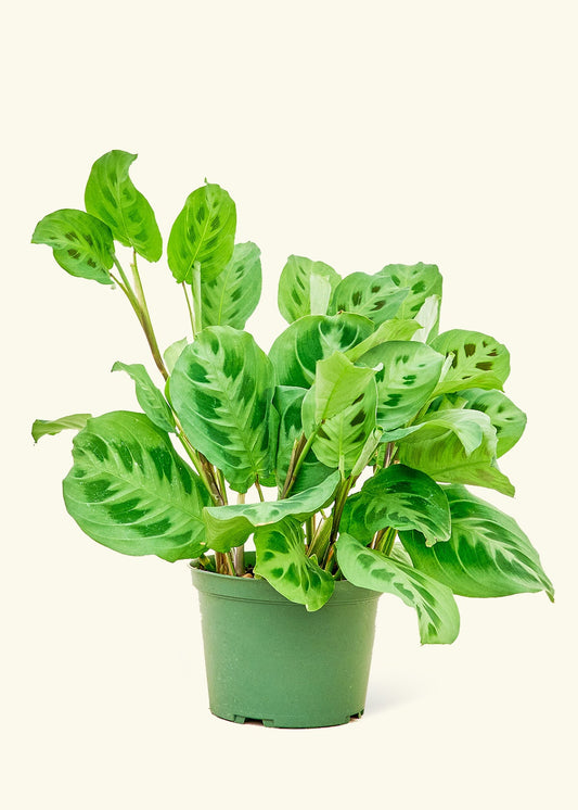 Prayer Plant Beauty Kim in a 6 inches grow pot