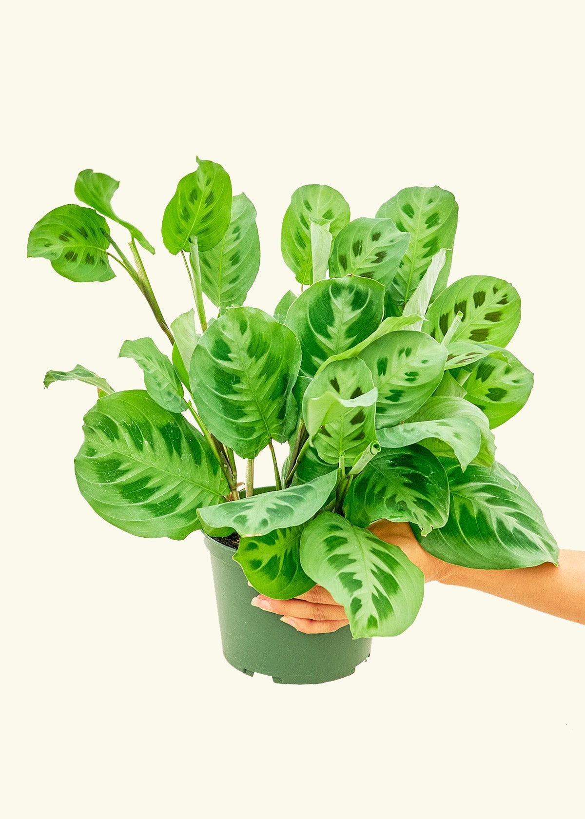 Prayer Plant Beauty Kim in a 6 inches grow pot