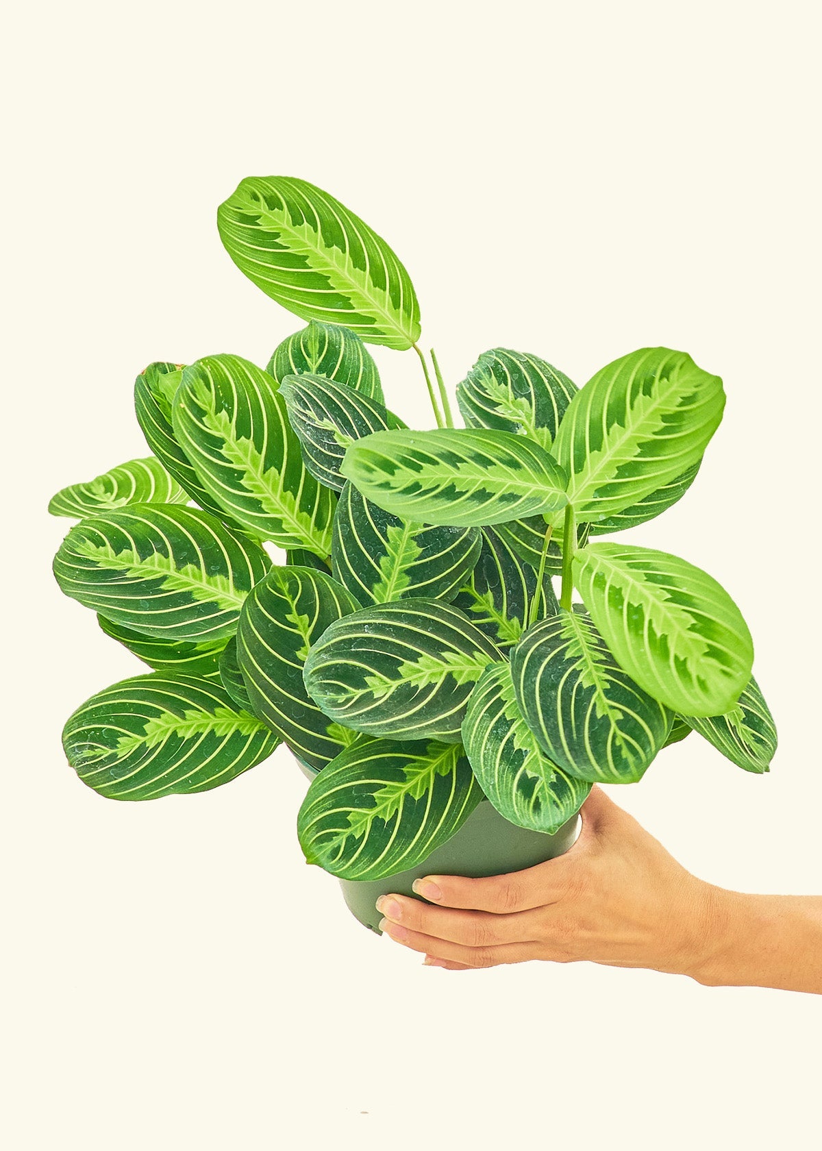 Lemon Lime Prayer Plant in a 6 inches grow pot