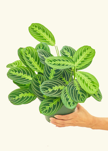 Lemon Lime Prayer Plant in a 6 inches grow pot