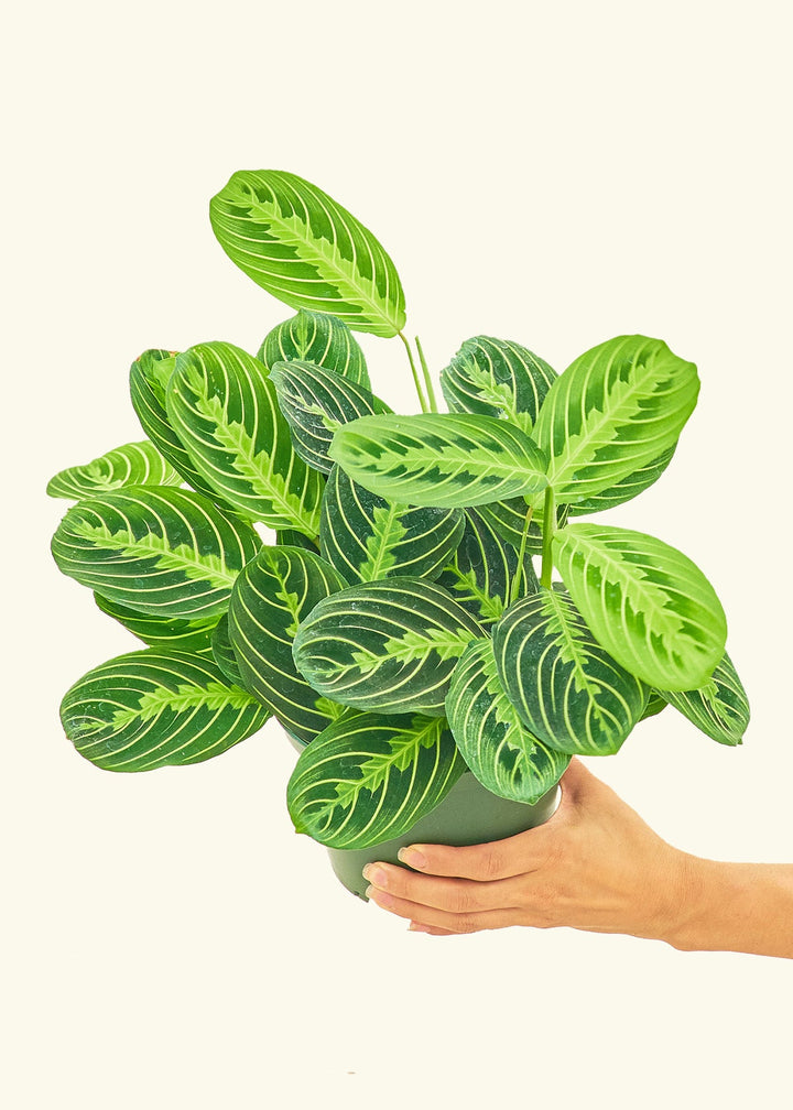Lemon Lime Prayer Plant in a 6 inches grow pot