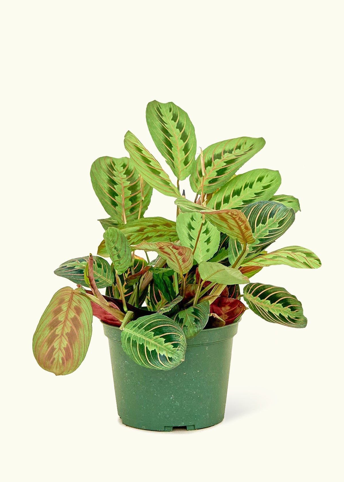Red Prayer Plant in a 6 inches grow pot