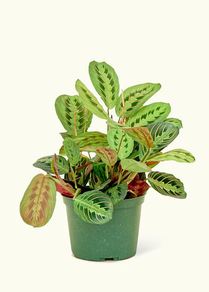Red Prayer Plant in a 6 inches grow pot