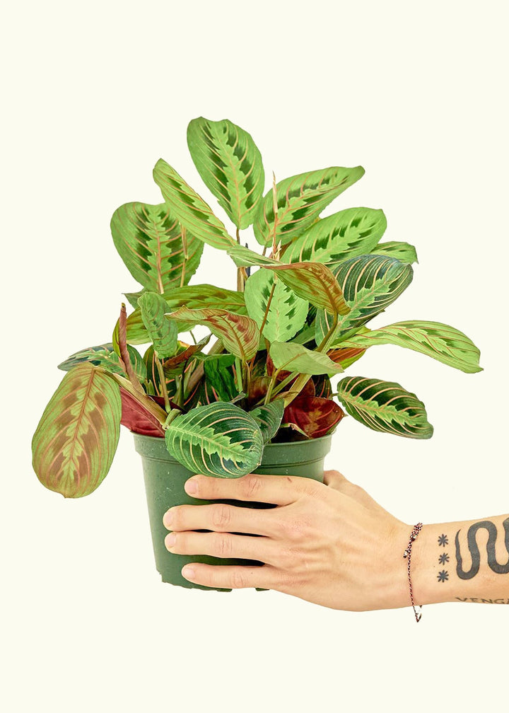 Red Prayer Plant in a 6 inches grow pot