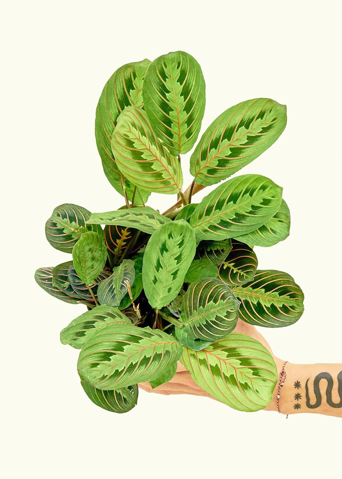 Red Prayer Plant in a 6 inches grow pot