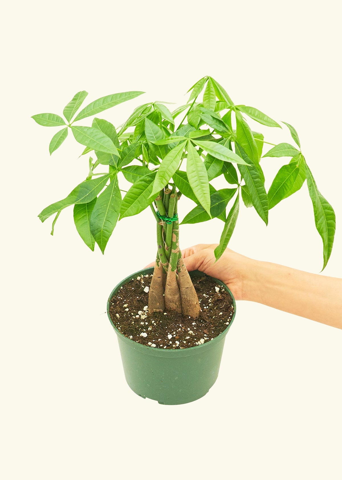 Braided Money Tree in a 6 inches grow pot